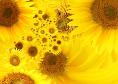 Yellow Sunflowers HD Wallpapers - صور ورد وزهور Rose Flower images